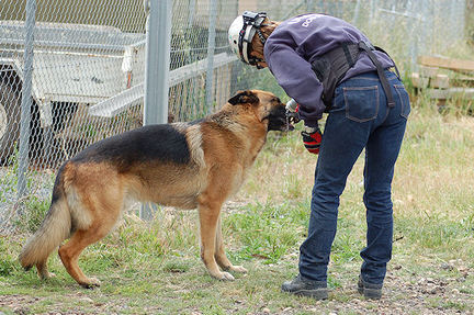 USAR dog Jochen offered water during a search